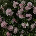 杉本 陽夏のプロフィール画像