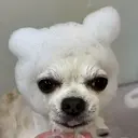 CUSTAFUN SACHIKOのプロフィール画像