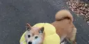 新村 沙愛のプロフィール画像