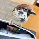 市川 凰磨のプロフィール画像