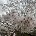 【Re:tty】 ANNAのプロフィール画像