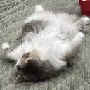 林 聖哉のプロフィール画像