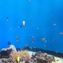 オルガ 京橋のプロフィール画像
