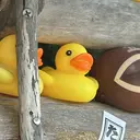 榎本 るりのプロフィール画像