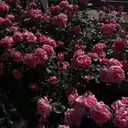 . Manamiのプロフィール画像