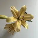 小池 羽那のプロフィール画像