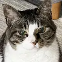 かくめい みゆかのプロフィール画像