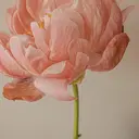 Mizuki .のプロフィール画像