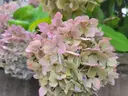 グラシア川口本町 大山のプロフィール画像