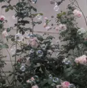 【格安💖】Lila 津店  Tsugeのプロフィール画像
