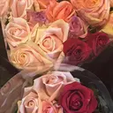 ELLE&SALLY Tamoriのプロフィール画像