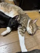 小林 梨菜のプロフィール画像