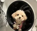 劉 丹丹のプロフィール画像