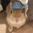 hiyo lunaのプロフィール画像