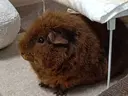 いがらし 🐹 prish 練習生のプロフィール画像