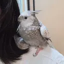 チェン ジンのプロフィール画像