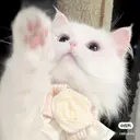 吉田 七海のプロフィール画像