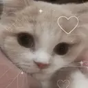 taachi Mochiのプロフィール画像