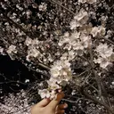 Siki Rinのプロフィール画像