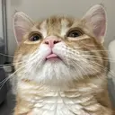 グエン トゥイのプロフィール画像