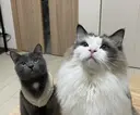 🐈⬛❤️ゆあん Lotus💚🐾のプロフィール画像
