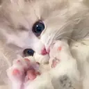 ひるた りののプロフィール画像