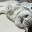 Norns nail (猫いるサロン🐈)のプロフィール画像