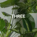 THREE🌿🪞 ririのプロフィール画像