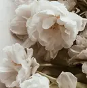 scre as Etelのプロフィール画像