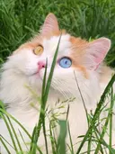 め めのプロフィール画像