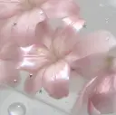 HANA はるなのプロフィール画像