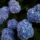 川島 颯花のプロフィール画像