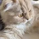 山内 はるかのプロフィール画像