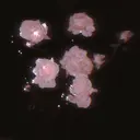 Niina 🫧のプロフィール画像
