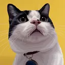 purr NAOKOのプロフィール画像