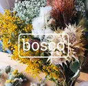 bosco relaxationのプロフィール画像