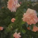 ふるかわ みなぎのプロフィール画像