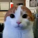 Ma Ariのプロフィール画像