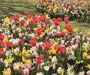 大野 まなかのプロフィール画像