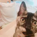 hi nanaのプロフィール画像