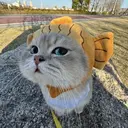 Ami アミのプロフィール画像