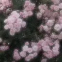 Frank アサミのプロフィール画像