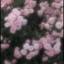 🎀【mera】 町田店🎀のプロフィール画像