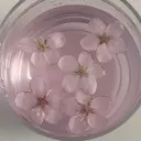 Sakura 𓂃𓈒𓂂𓏸🌸のプロフィール画像