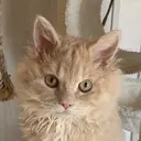 fiona さきのプロフィール画像