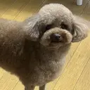 ungu Manamiのプロフィール画像