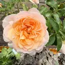 キャンアイドレッシー 新小岩のプロフィール画像
