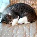 本間 幸恵のプロフィール画像