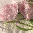 TOSWE MANAのプロフィール画像