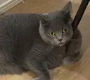 Kitty ^^のプロフィール画像